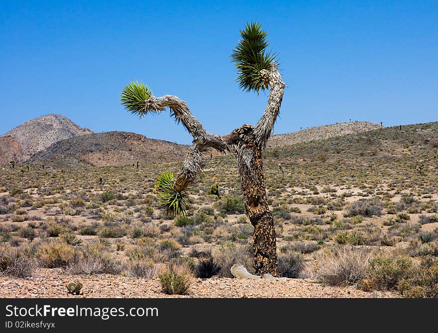 Joshua Tree in Death Valley California