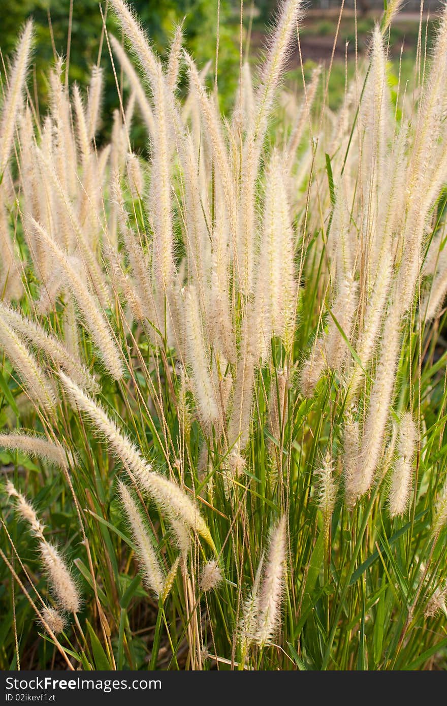 Grass on sidewalk