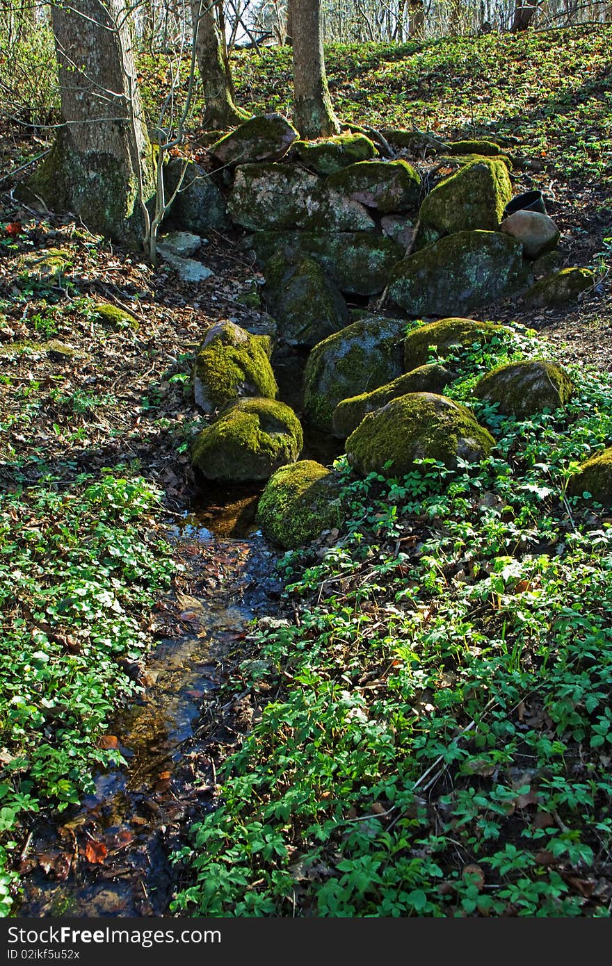 Source of a river in the forest. Source of a river in the forest