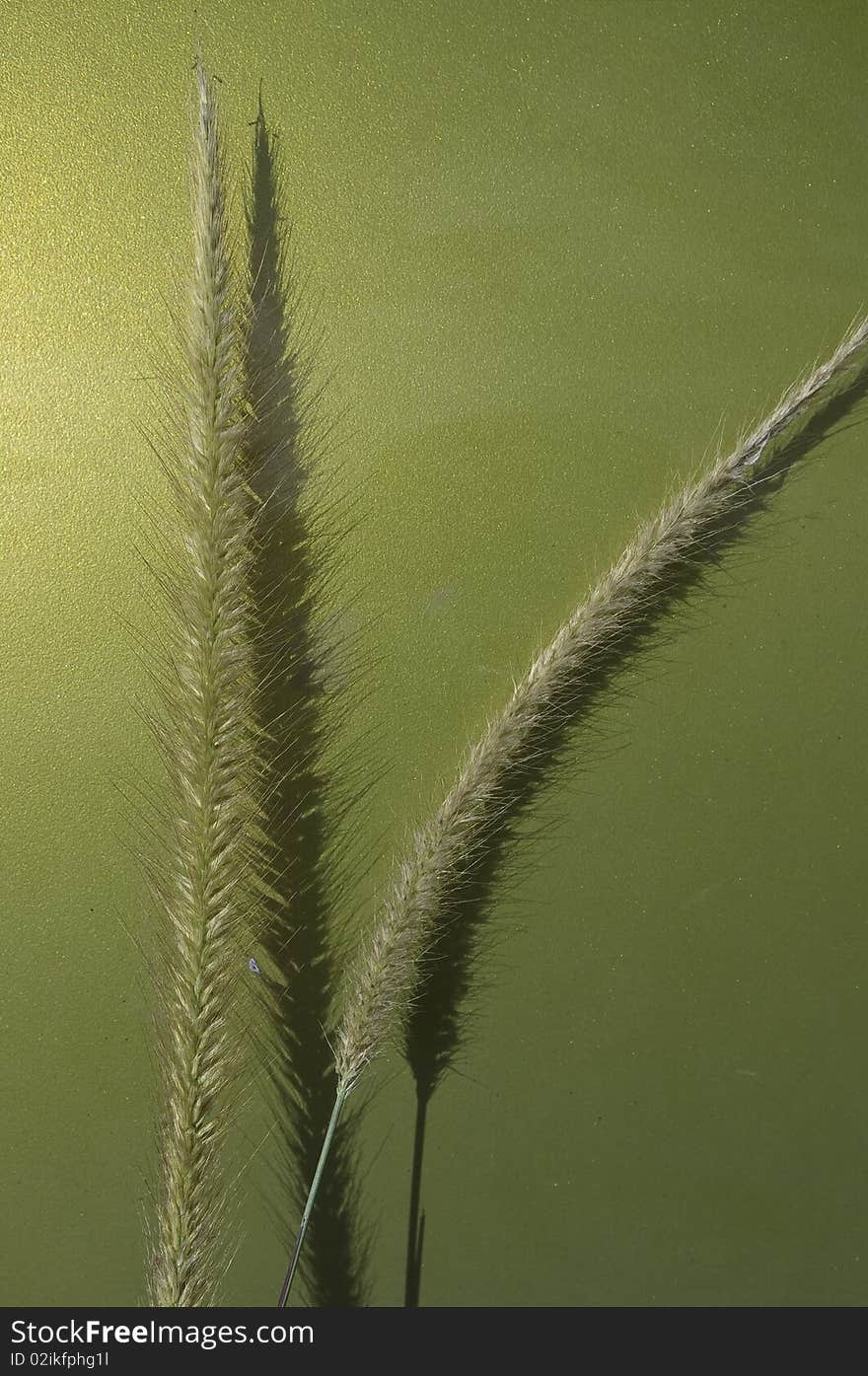 Grass flowers