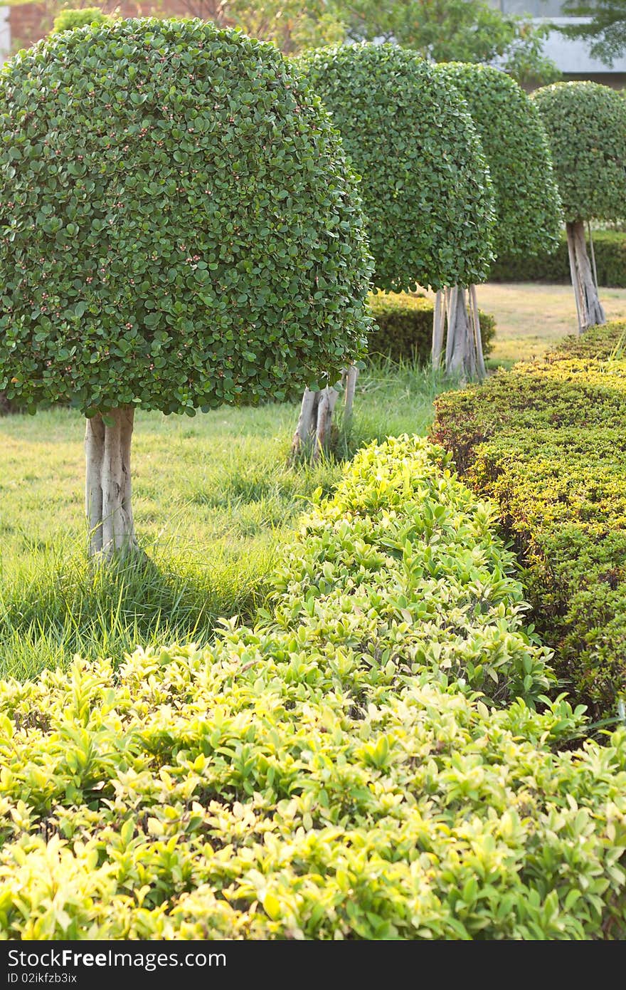 Tree and yard in the park