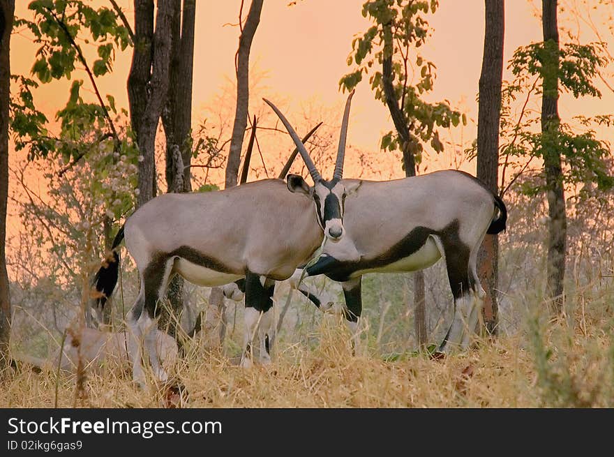 Oryx in chiang mai night safari