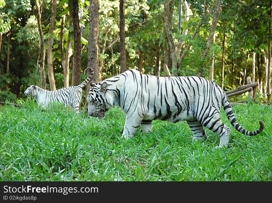 White tiger, chiang mai night safari