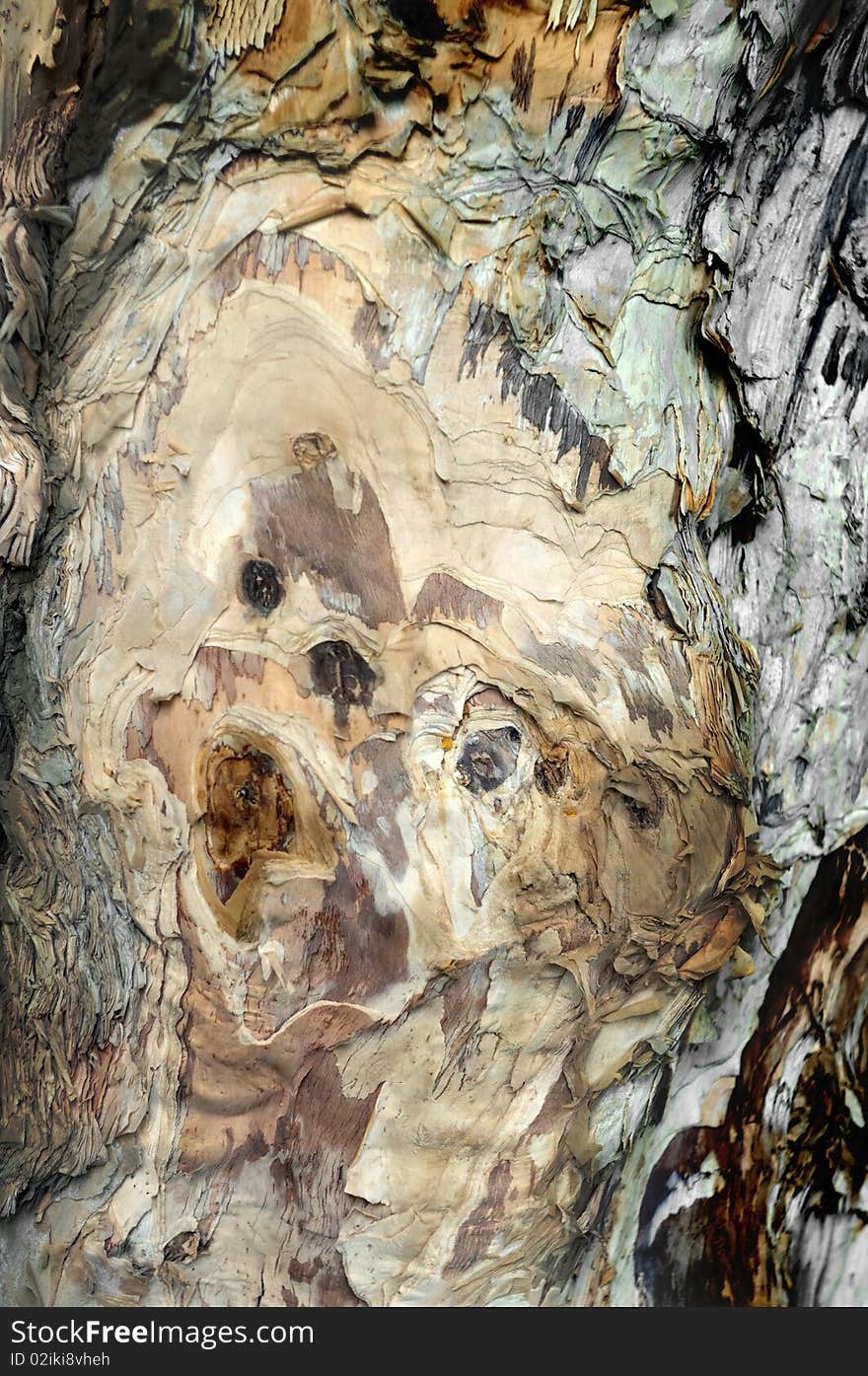 Abstract background of Tree bark