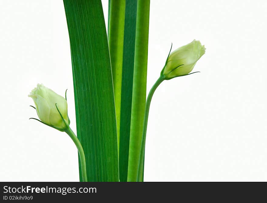 Green roses and leaves in white background