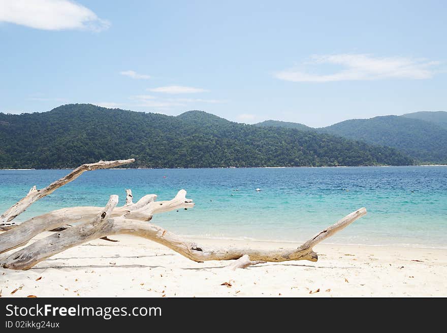 Trees on the beach in Thailand