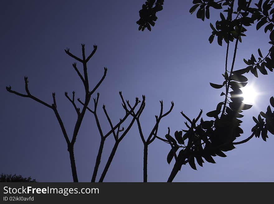 Silhouette of Trees