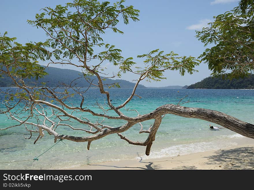 Trees on the beach in Thailand