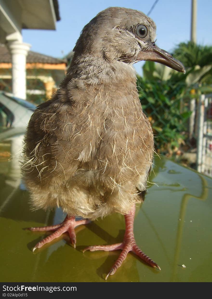 Tamed bird