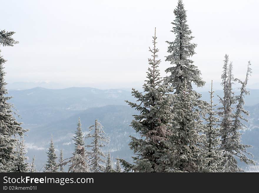 Amazing firs pines over hills in blue haze, Sheregesh, Shoria. Amazing firs pines over hills in blue haze, Sheregesh, Shoria