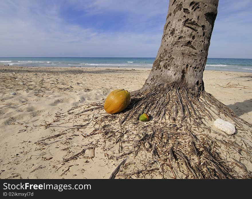 Coconut on tropical beach