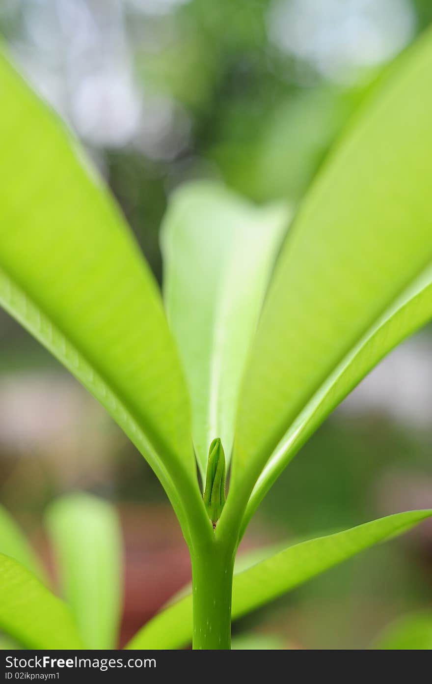 Beautiful sprout up in Thailand