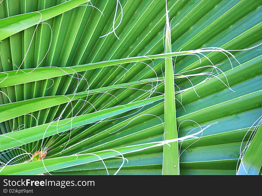 Palm leaves as a background.