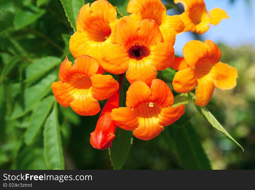 Orange tropical flowers horizontal 
picture.