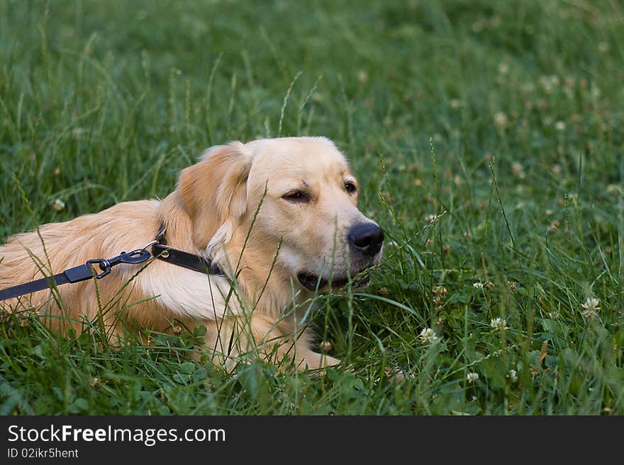 Golden retriver labrador, nice dog