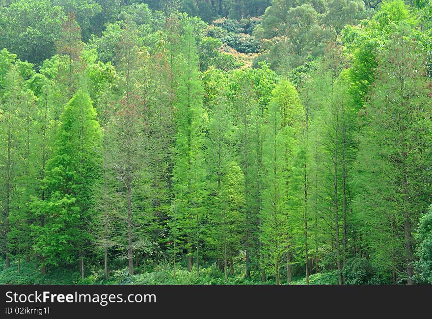 Green trees on hill