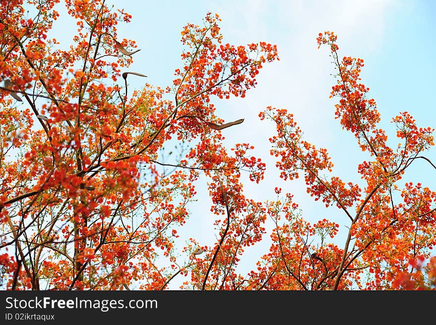 Flame tree with red flower