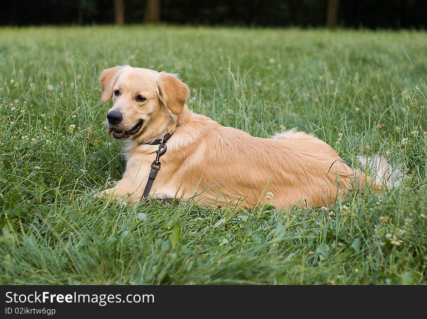 Golden retriver labrador, nice dog