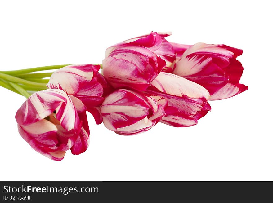 Bouquet of pink tulips