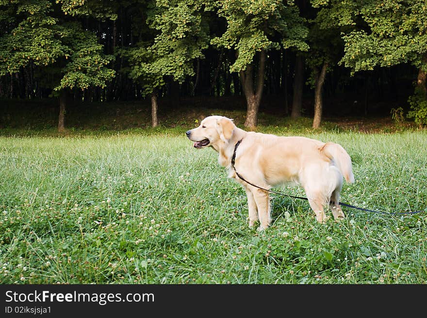 Golden retriver labrador, nice dog