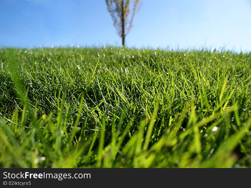 Sunny spring field