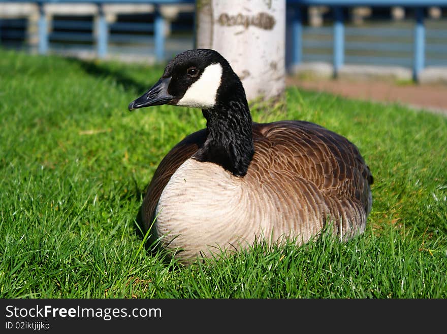 Canada goose