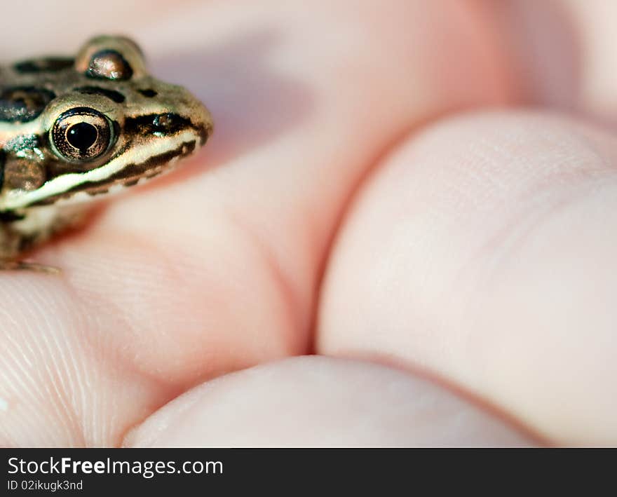 A tiny pickerel frog, common in the northeastern United States. A tiny pickerel frog, common in the northeastern United States.