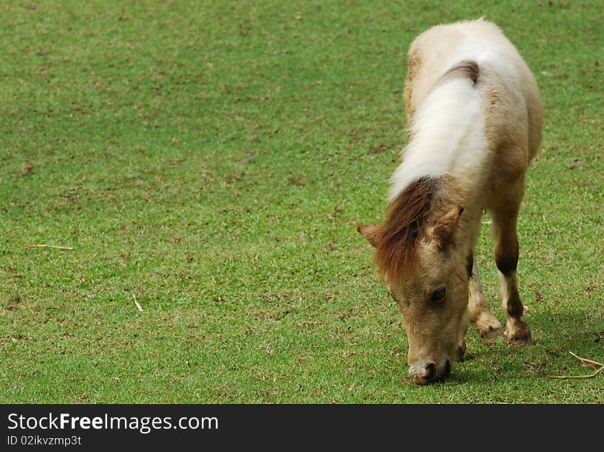 Dwarf Horse eating grass