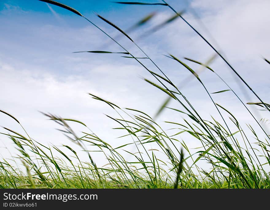 High grass fileld background against the sky