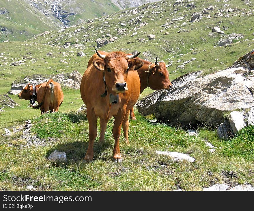 Cows Meeting On Alps