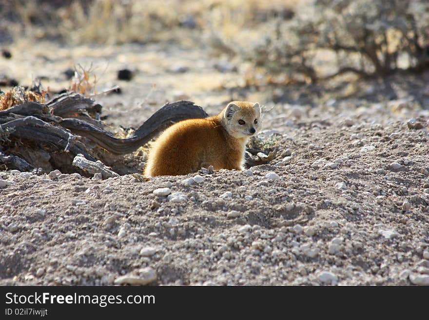 Yellow Mongoose (Cynictis penicillata)