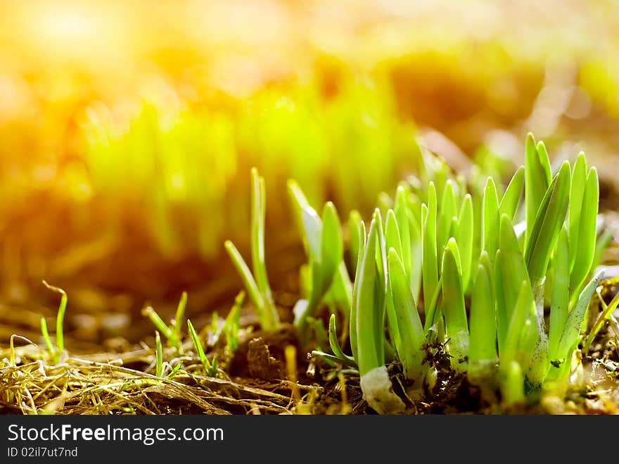 Fresh green grass in sunbeam