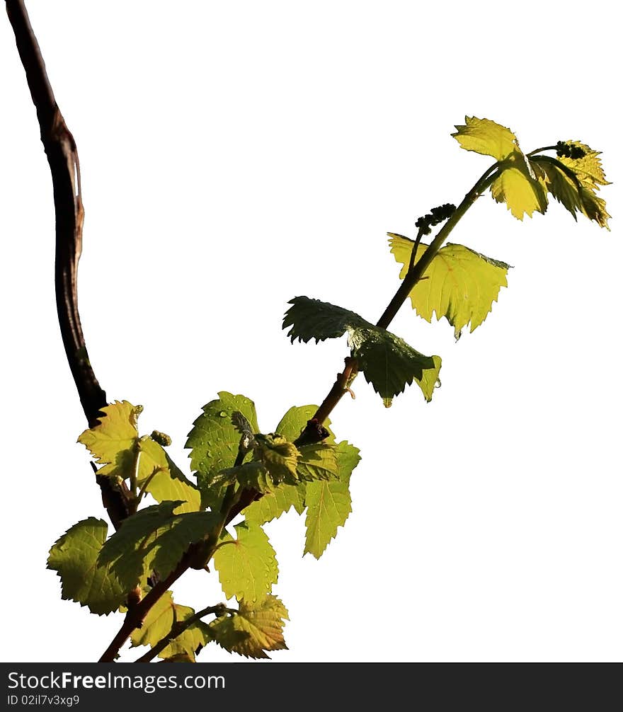 Grapevine on a white background