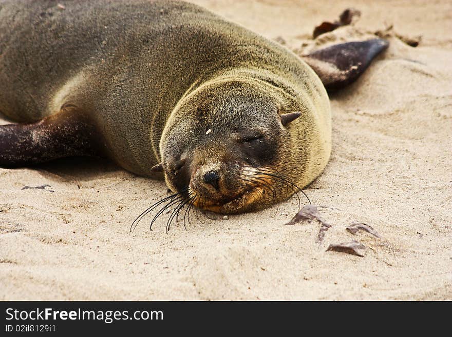 Brown Fur Seal (Arctocephalus Pusillus)