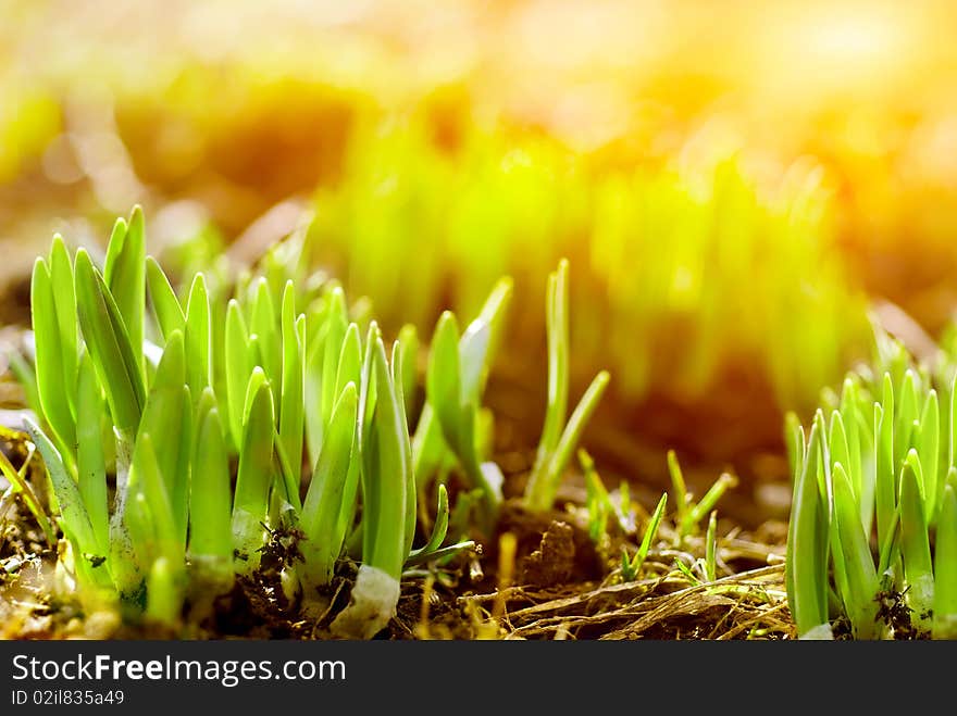 Fresh green grass in sunbeam