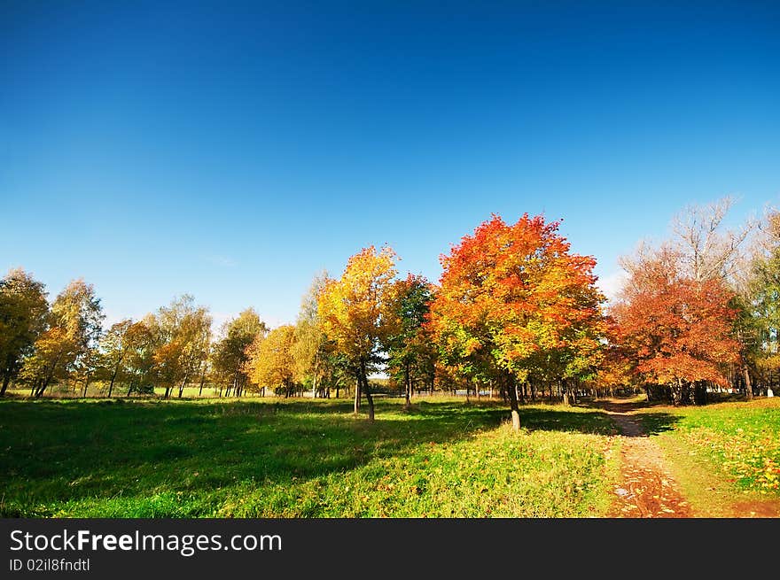 Autumn at the morning park. Autumn at the morning park