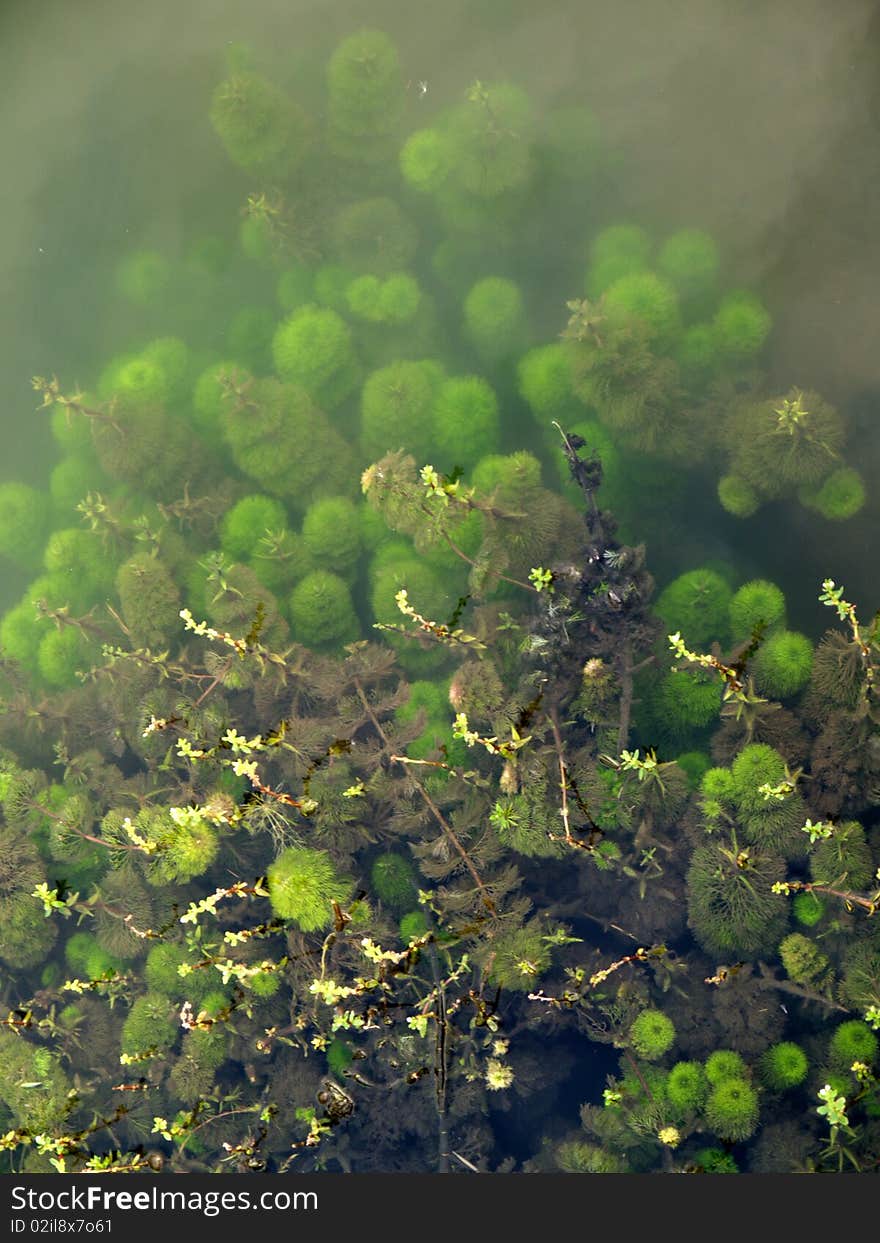 Green under water plant pond beautiful