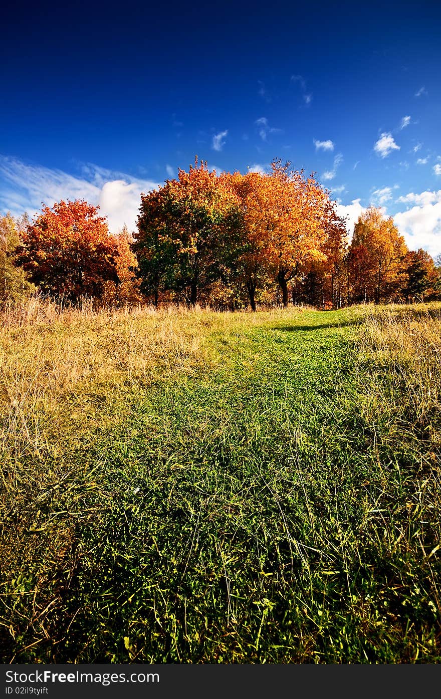 Autumn at the morning park. Autumn at the morning park