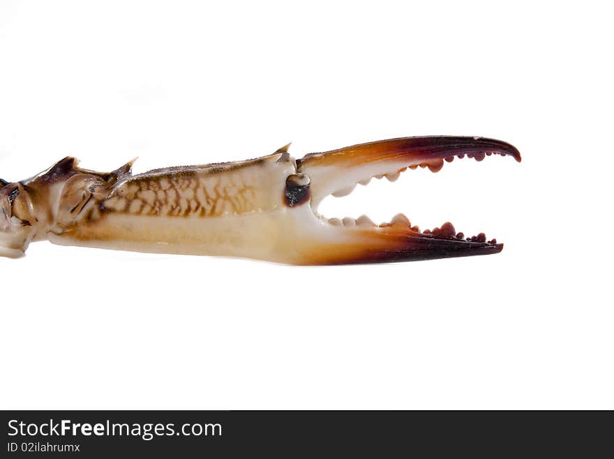 Close up capture Crab Claw