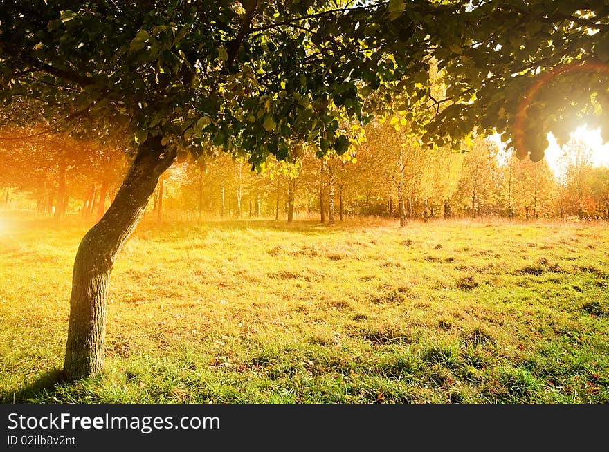 Autumn Landscape