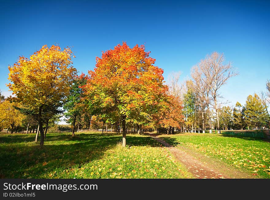 Autumn at the morning park. Autumn at the morning park