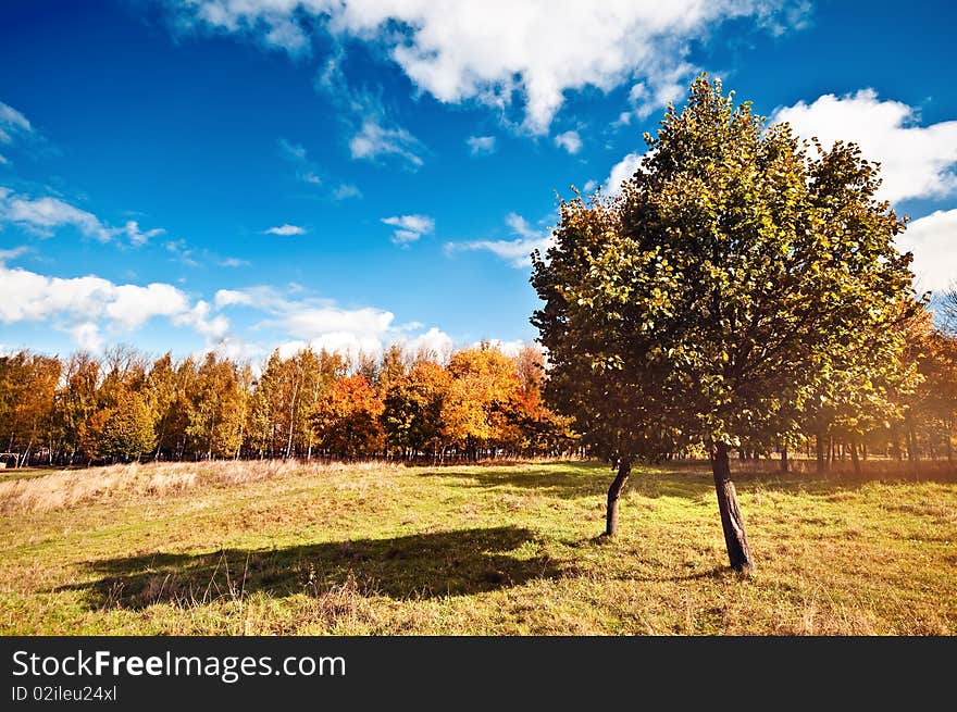 Autumn at the morning park. Autumn at the morning park