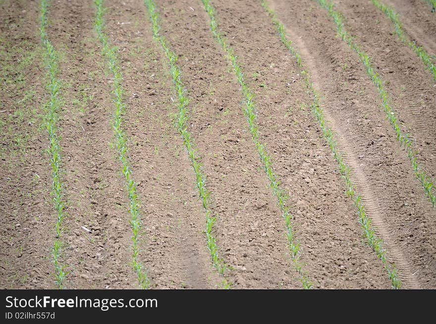 Green corn field in the spring