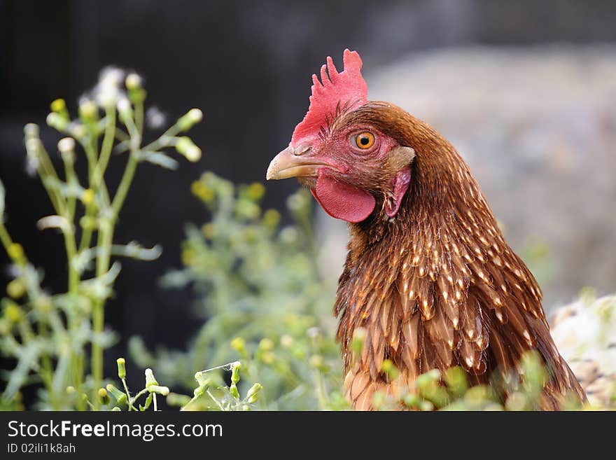 Red hen in the barnyard