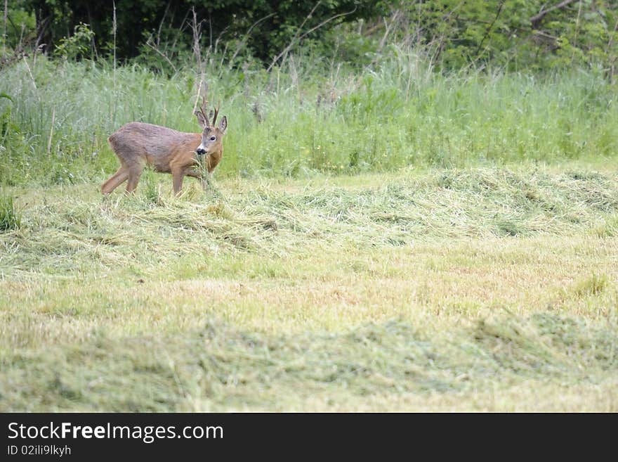 Roebuck