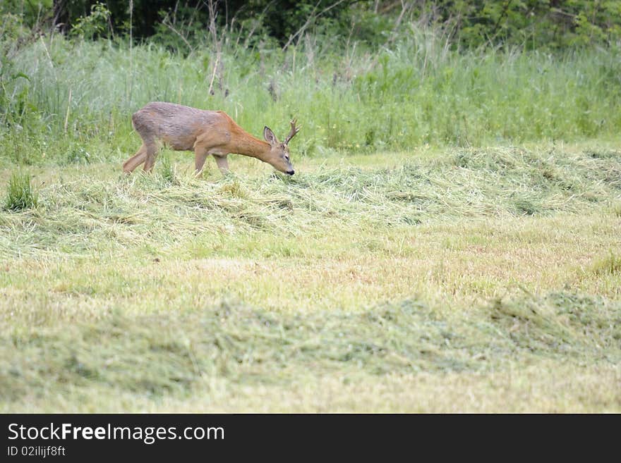 Roebuck on the grazing