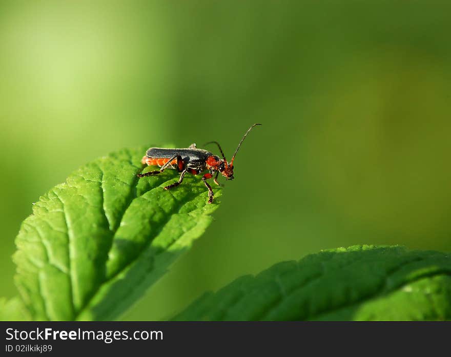 Strangalia melanura on green background in the nature. Strangalia melanura on green background in the nature