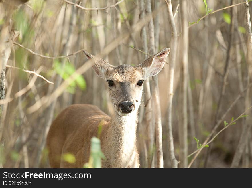 Fawn in a bush