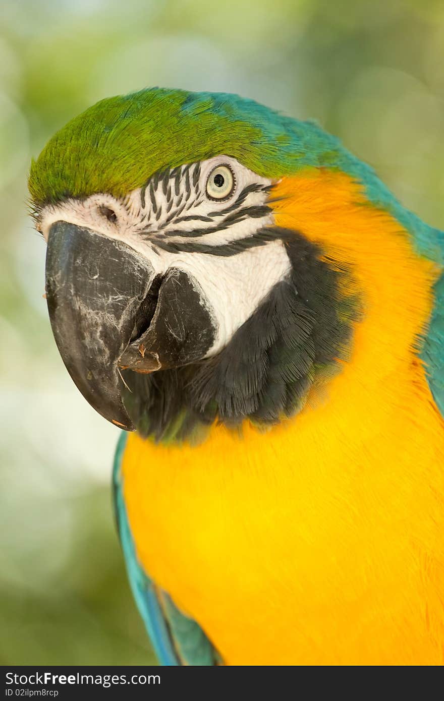 Macaw parrot