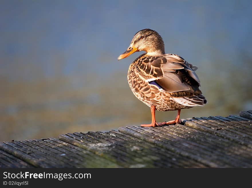 Wild duck at the dock